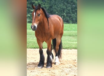 Cob Irlandese / Tinker / Gypsy Vanner Mix, Castrone, 6 Anni, 150 cm, Baio ciliegia