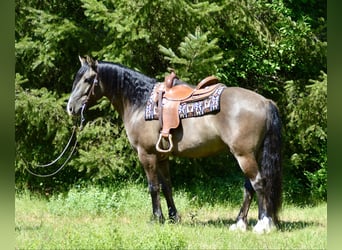 Cob Irlandese / Tinker / Gypsy Vanner, Castrone, 6 Anni, 152 cm, Grullo