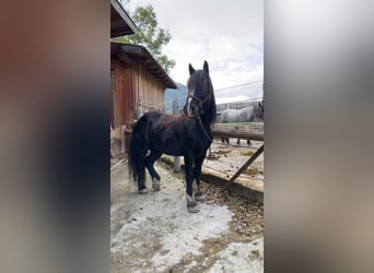 Cob Irlandese / Tinker / Gypsy Vanner, Castrone, 6 Anni, 153 cm, Morello