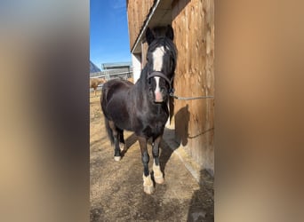 Cob Irlandese / Tinker / Gypsy Vanner, Castrone, 6 Anni, 153 cm, Morello