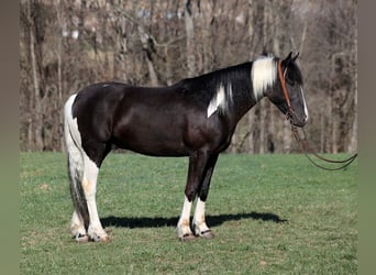 Cob Irlandese / Tinker / Gypsy Vanner, Castrone, 6 Anni, 155 cm, Tobiano-tutti i colori