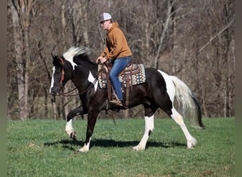 Cob Irlandese / Tinker / Gypsy Vanner, Castrone, 6 Anni, 155 cm, Tobiano-tutti i colori