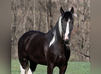 Cob Irlandese / Tinker / Gypsy Vanner, Castrone, 6 Anni, 155 cm, Tobiano-tutti i colori