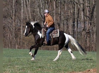 Cob Irlandese / Tinker / Gypsy Vanner, Castrone, 6 Anni, 155 cm, Tobiano-tutti i colori