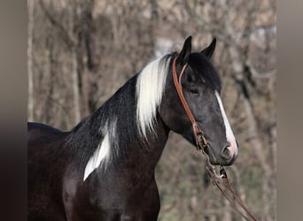 Cob Irlandese / Tinker / Gypsy Vanner, Castrone, 6 Anni, 155 cm, Tobiano-tutti i colori