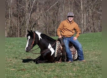 Cob Irlandese / Tinker / Gypsy Vanner, Castrone, 6 Anni, 155 cm, Tobiano-tutti i colori