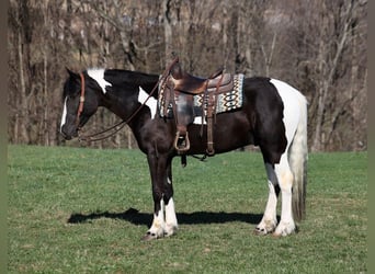 Cob Irlandese / Tinker / Gypsy Vanner, Castrone, 6 Anni, 155 cm, Tobiano-tutti i colori