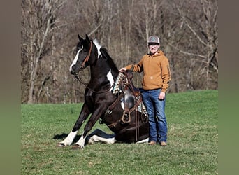 Cob Irlandese / Tinker / Gypsy Vanner, Castrone, 6 Anni, 155 cm, Tobiano-tutti i colori