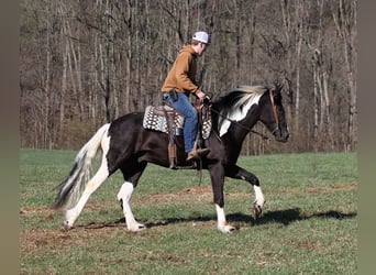 Cob Irlandese / Tinker / Gypsy Vanner, Castrone, 6 Anni, 155 cm, Tobiano-tutti i colori