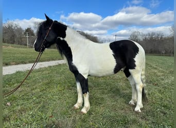 Cob Irlandese / Tinker / Gypsy Vanner Mix, Castrone, 6 Anni, 157 cm