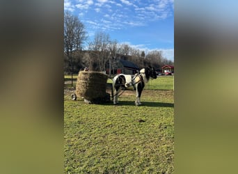 Cob Irlandese / Tinker / Gypsy Vanner Mix, Castrone, 6 Anni, 157 cm