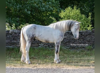 Cob Irlandese / Tinker / Gypsy Vanner, Castrone, 6 Anni, 157 cm, Tobiano-tutti i colori