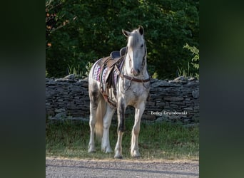 Cob Irlandese / Tinker / Gypsy Vanner, Castrone, 6 Anni, 157 cm, Tobiano-tutti i colori