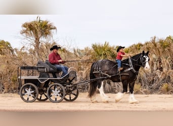 Cob Irlandese / Tinker / Gypsy Vanner Mix, Castrone, 6 Anni, 170 cm, Roano blu