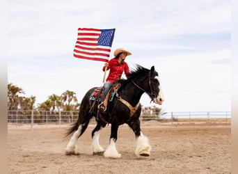 Cob Irlandese / Tinker / Gypsy Vanner Mix, Castrone, 6 Anni, 170 cm, Roano blu