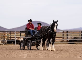 Cob Irlandese / Tinker / Gypsy Vanner Mix, Castrone, 6 Anni, 170 cm, Roano blu