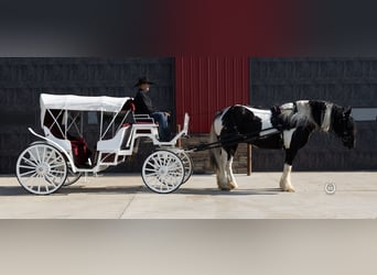 Cob Irlandese / Tinker / Gypsy Vanner Mix, Castrone, 6 Anni, 175 cm