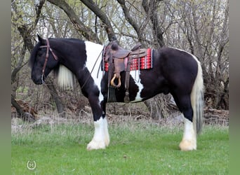 Cob Irlandese / Tinker / Gypsy Vanner Mix, Castrone, 6 Anni, 175 cm