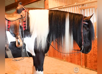 Cob Irlandese / Tinker / Gypsy Vanner Mix, Castrone, 6 Anni, 175 cm