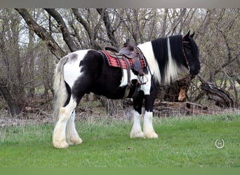 Cob Irlandese / Tinker / Gypsy Vanner Mix, Castrone, 6 Anni, 175 cm