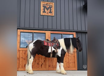 Cob Irlandese / Tinker / Gypsy Vanner Mix, Castrone, 6 Anni, 175 cm