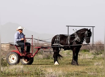 Cob Irlandese / Tinker / Gypsy Vanner, Castrone, 6 Anni, Morello