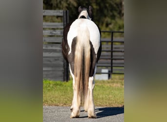 Cob Irlandese / Tinker / Gypsy Vanner, Castrone, 6 Anni, Tobiano-tutti i colori