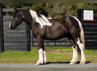 Cob Irlandese / Tinker / Gypsy Vanner, Castrone, 6 Anni, Tobiano-tutti i colori