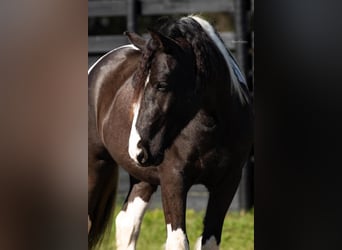 Cob Irlandese / Tinker / Gypsy Vanner, Castrone, 6 Anni, Tobiano-tutti i colori