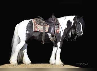 Cob Irlandese / Tinker / Gypsy Vanner, Castrone, 6 Anni, Tobiano-tutti i colori