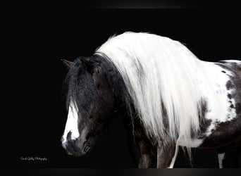 Cob Irlandese / Tinker / Gypsy Vanner, Castrone, 6 Anni, Tobiano-tutti i colori