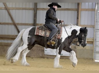 Cob Irlandese / Tinker / Gypsy Vanner, Castrone, 6 Anni, Tobiano-tutti i colori