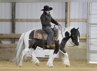 Cob Irlandese / Tinker / Gypsy Vanner, Castrone, 6 Anni, Tobiano-tutti i colori