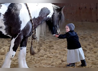 Cob Irlandese / Tinker / Gypsy Vanner, Castrone, 6 Anni, Tobiano-tutti i colori