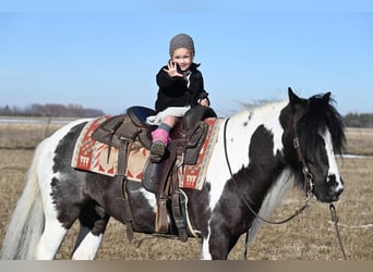 Cob Irlandese / Tinker / Gypsy Vanner, Castrone, 6 Anni, Tobiano-tutti i colori