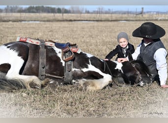 Cob Irlandese / Tinker / Gypsy Vanner, Castrone, 6 Anni, Tobiano-tutti i colori