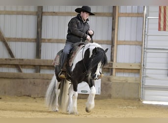 Cob Irlandese / Tinker / Gypsy Vanner, Castrone, 6 Anni, Tobiano-tutti i colori