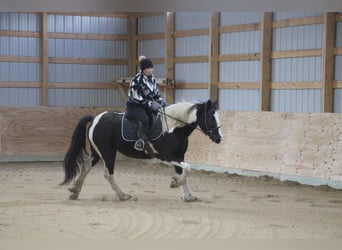 Cob Irlandese / Tinker / Gypsy Vanner, Castrone, 6 Anni, Tobiano-tutti i colori