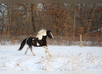 Cob Irlandese / Tinker / Gypsy Vanner, Castrone, 6 Anni, Tobiano-tutti i colori