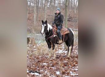 Cob Irlandese / Tinker / Gypsy Vanner, Castrone, 6 Anni, Tobiano-tutti i colori