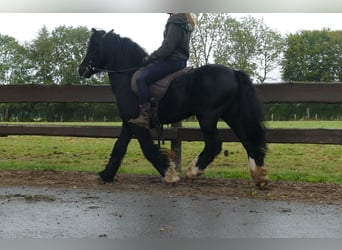 Cob Irlandese / Tinker / Gypsy Vanner, Castrone, 7 Anni, 128 cm, Morello