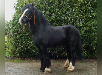 Cob Irlandese / Tinker / Gypsy Vanner, Castrone, 7 Anni, 128 cm, Morello