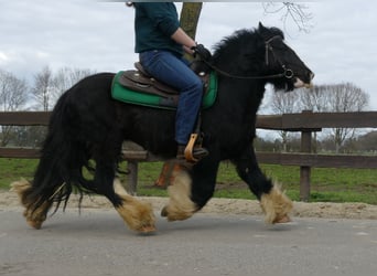 Cob Irlandese / Tinker / Gypsy Vanner, Castrone, 7 Anni, 134 cm, Morello