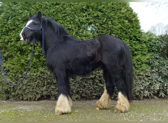 Cob Irlandese / Tinker / Gypsy Vanner, Castrone, 7 Anni, 134 cm, Morello