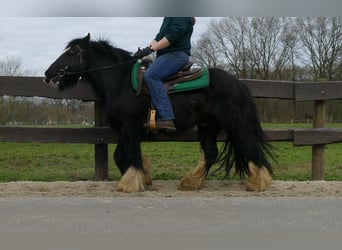 Cob Irlandese / Tinker / Gypsy Vanner, Castrone, 7 Anni, 134 cm, Morello