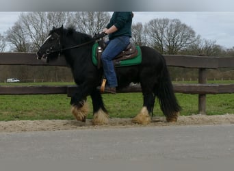 Cob Irlandese / Tinker / Gypsy Vanner, Castrone, 7 Anni, 134 cm, Morello