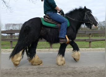 Cob Irlandese / Tinker / Gypsy Vanner, Castrone, 7 Anni, 134 cm, Morello