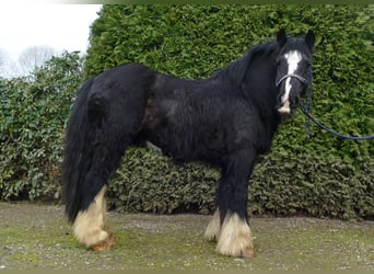 Cob Irlandese / Tinker / Gypsy Vanner, Castrone, 7 Anni, 134 cm, Morello