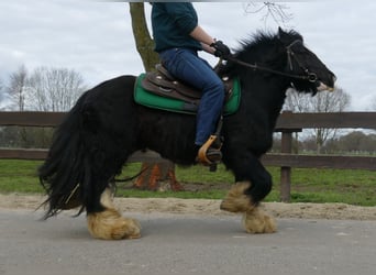 Cob Irlandese / Tinker / Gypsy Vanner, Castrone, 7 Anni, 134 cm, Morello