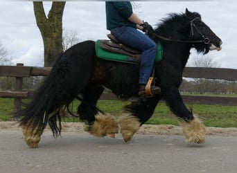 Cob Irlandese / Tinker / Gypsy Vanner, Castrone, 7 Anni, 134 cm, Morello